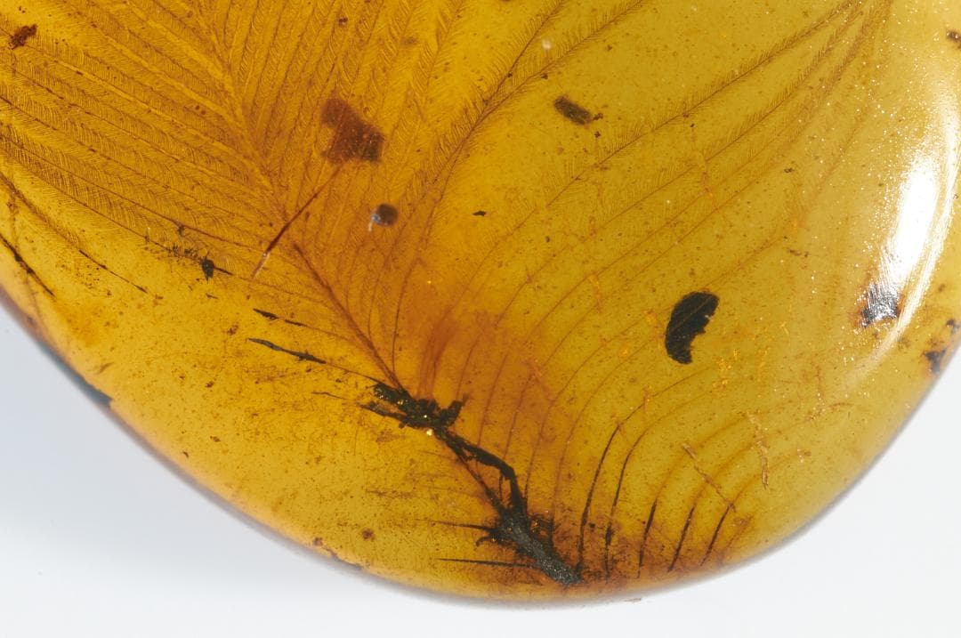 レア極上品 PA0009虫入り琥珀化石　ミャンマーカムティかタナイ9900万年前