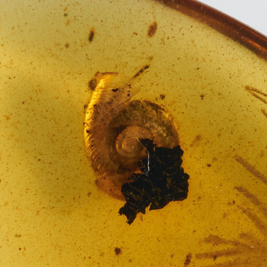 レア極上品 PA0009虫入り琥珀化石　ミャンマーカムティかタナイ9900万年前