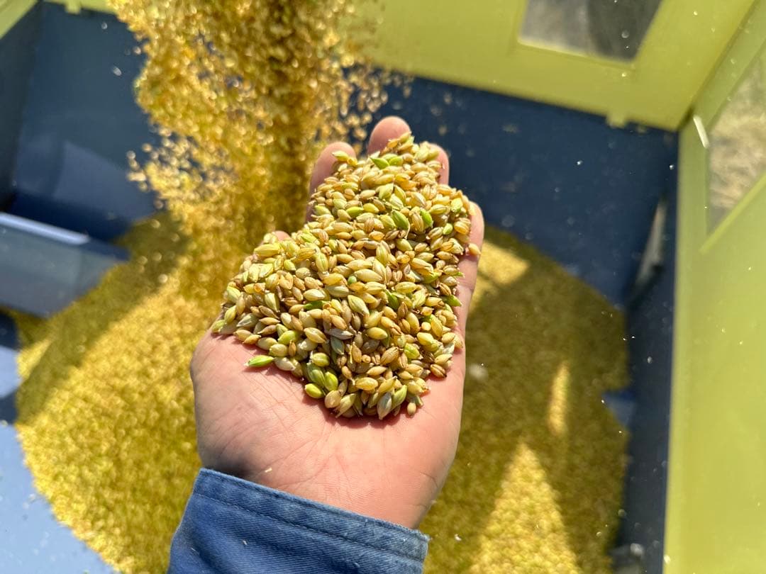 令和7年産！10kg 新麦　キラリモチ　もち麦　国産　雑穀　玄米　日本産　米代用