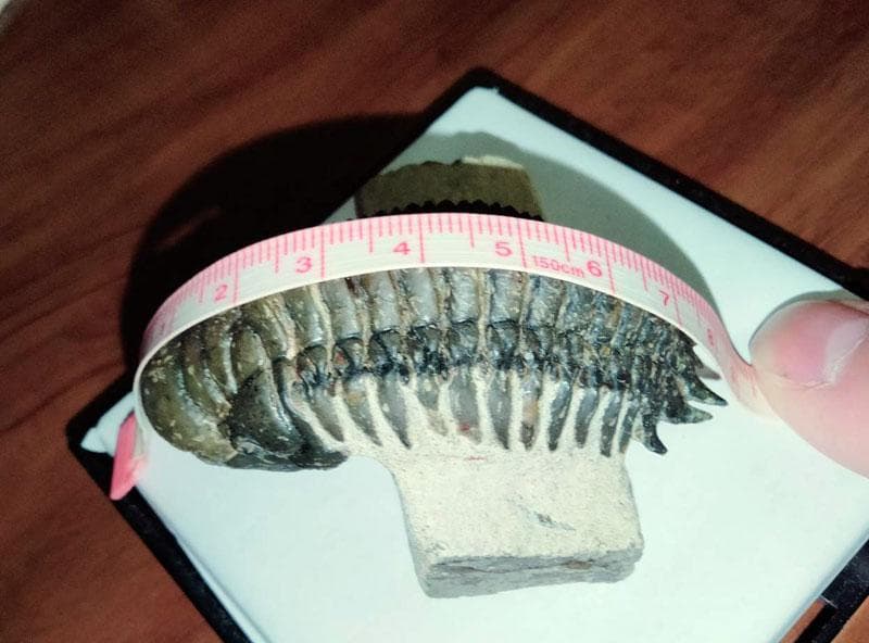 高品位 立体三葉虫 Crotarocephalus.sp