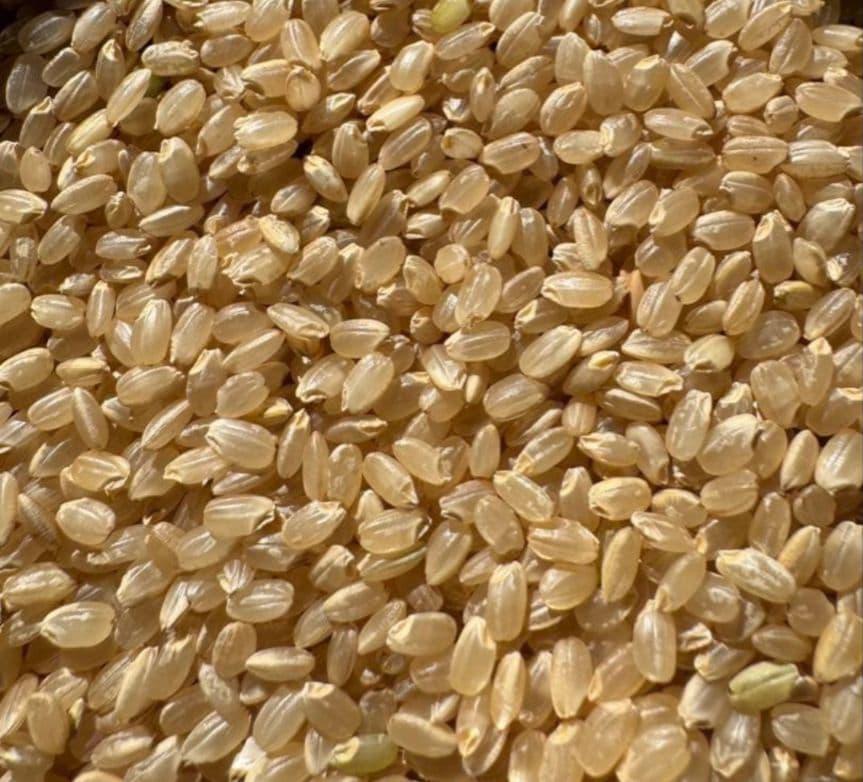 青森県産　まっしぐら　令和6年度産