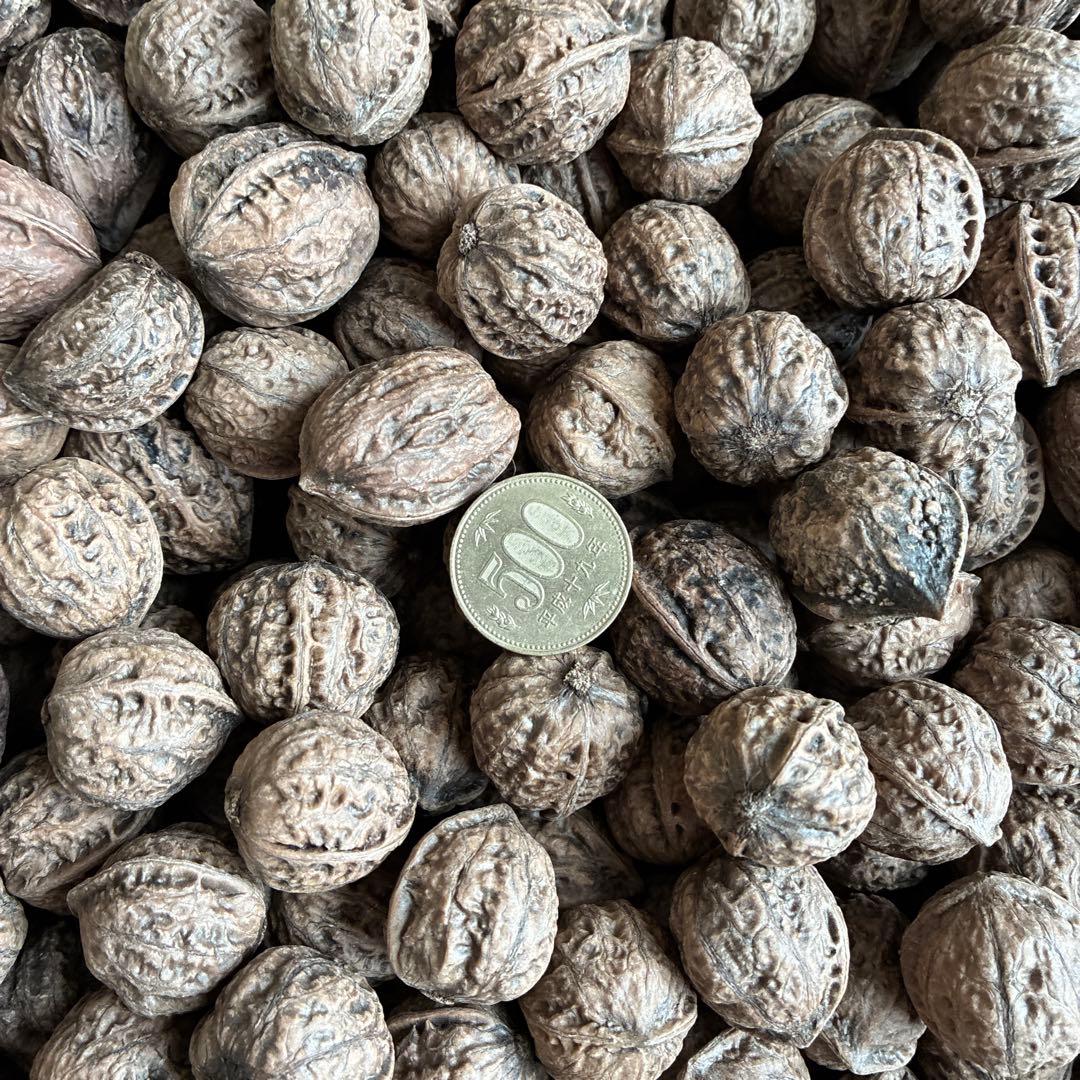 ✨『新物』天然鬼くるみ10kg！✨