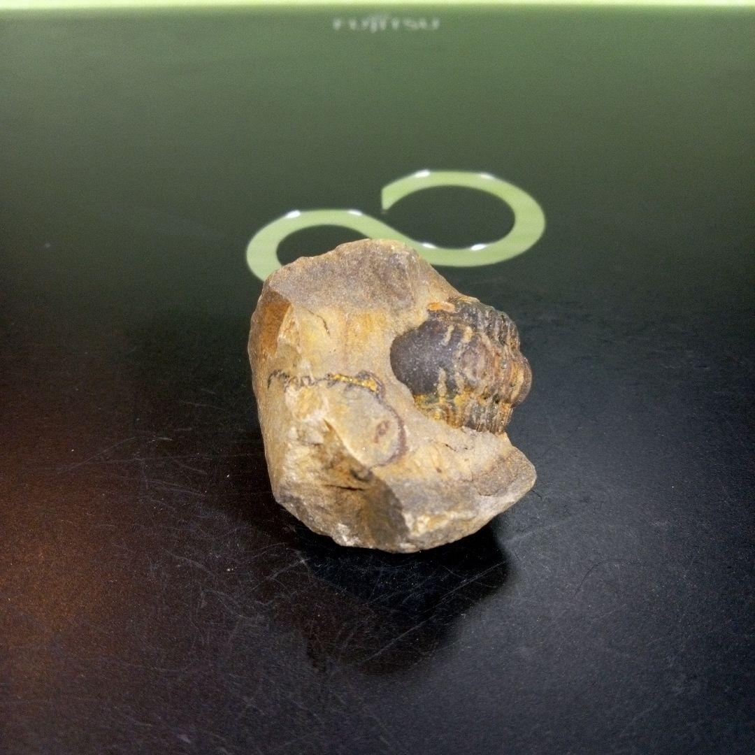 三葉虫　化石　fossil　ボリビア産　トライロバイト　三葉虫個体⑥