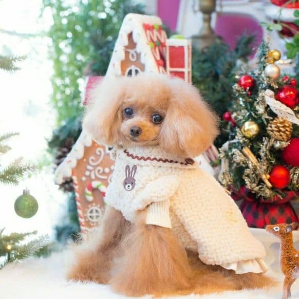 ブルブブ うさぎセーラージャケット SSサイズ 新品未使用