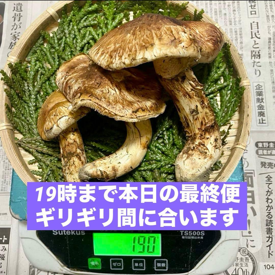 天然きのこ 松茸 国産 マツタケ まつたけ 大自然の凛さん採取その176