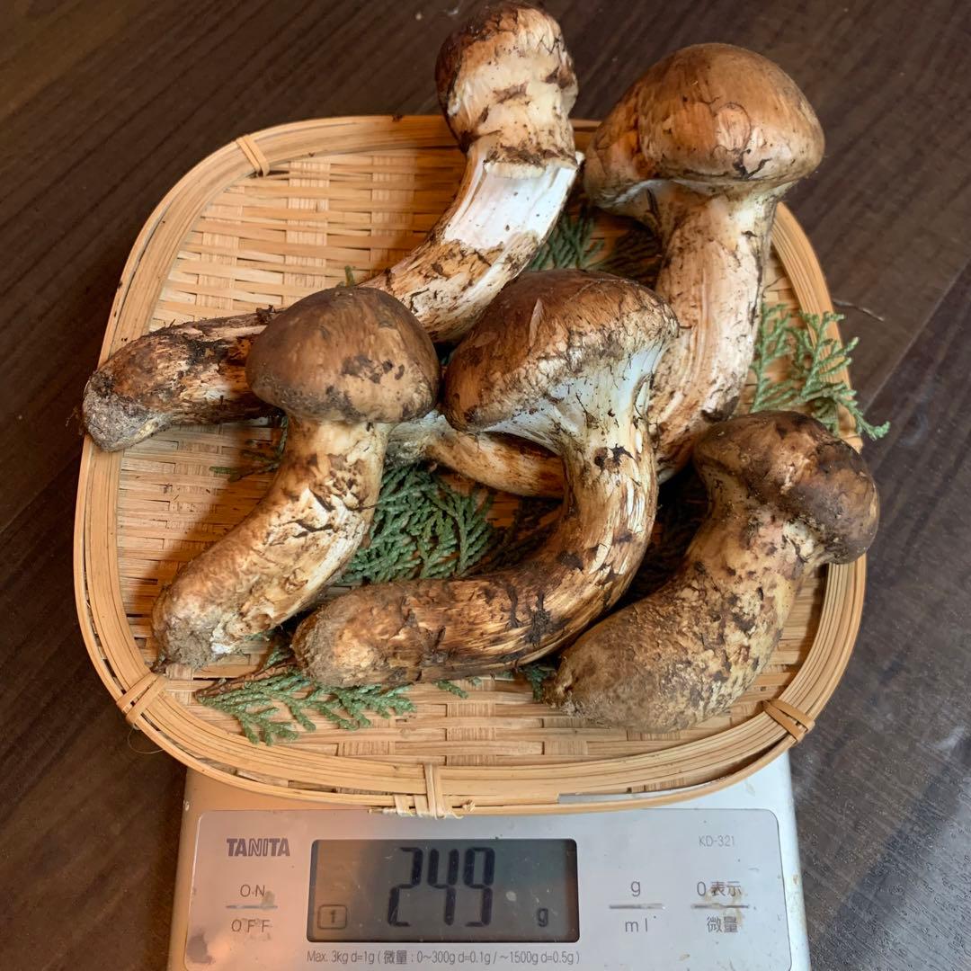 【岩手県産天然松茸】収穫最終　国産本場　つぼみ採れたて　産地直送　249g