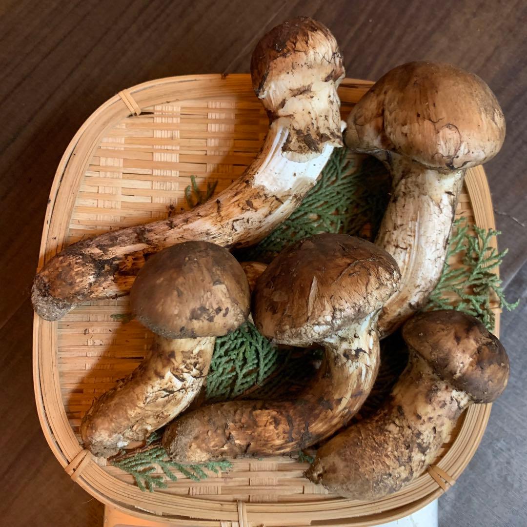 【岩手県産天然松茸】収穫最終　国産本場　つぼみ採れたて　産地直送　249g