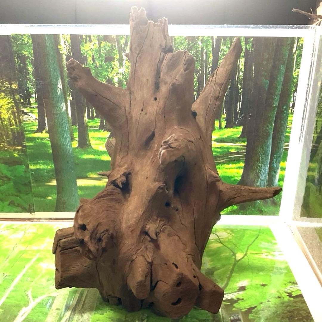 龍スケールです。イケメン朽ち木状ホーンウッド、他2点