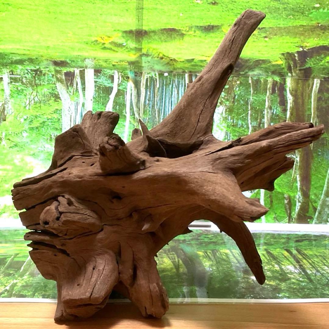 龍スケールです。イケメン朽ち木状ホーンウッド、他2点