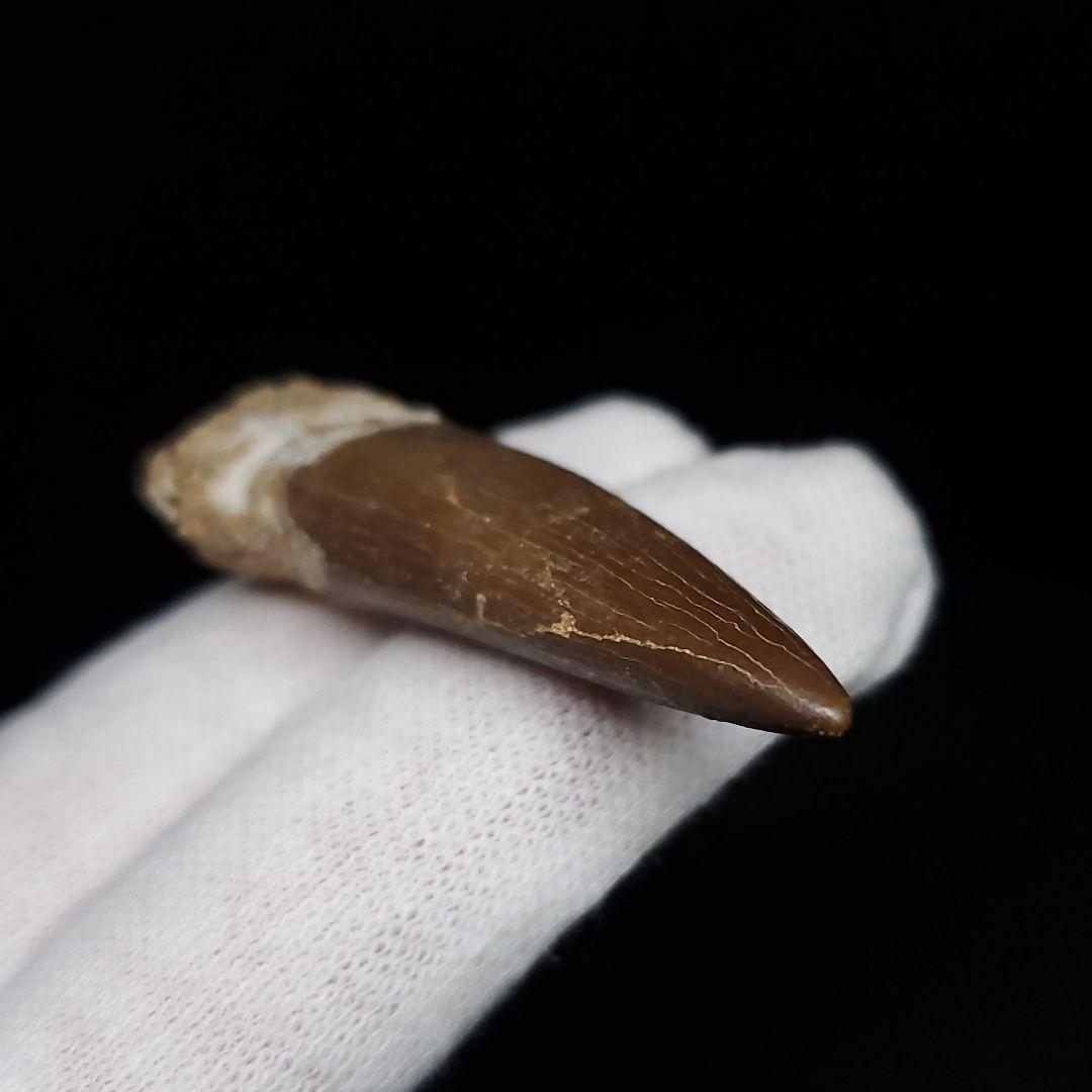 美品 プレシオサウルス 化石 歯 本物 44.80mm ケース付き pr127