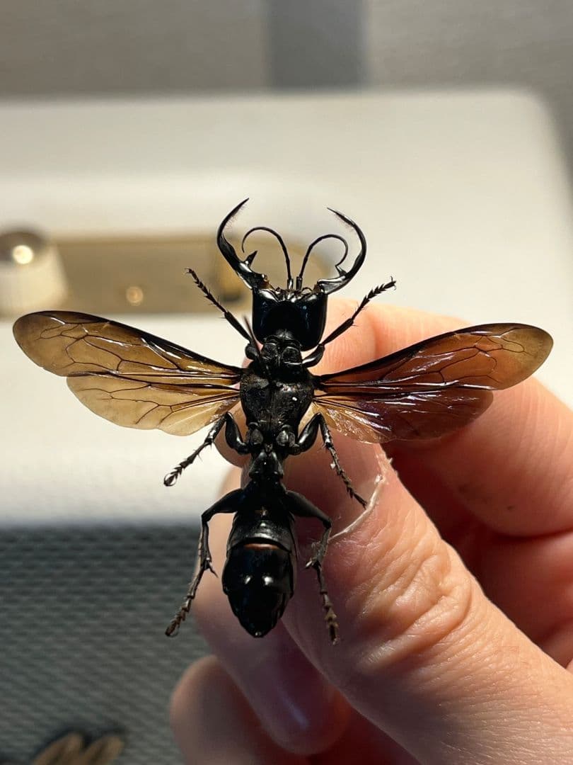 【大顎44mm】メガララガルーダ ハチ蜂スズメバチタランチュラホーク 昆虫標本