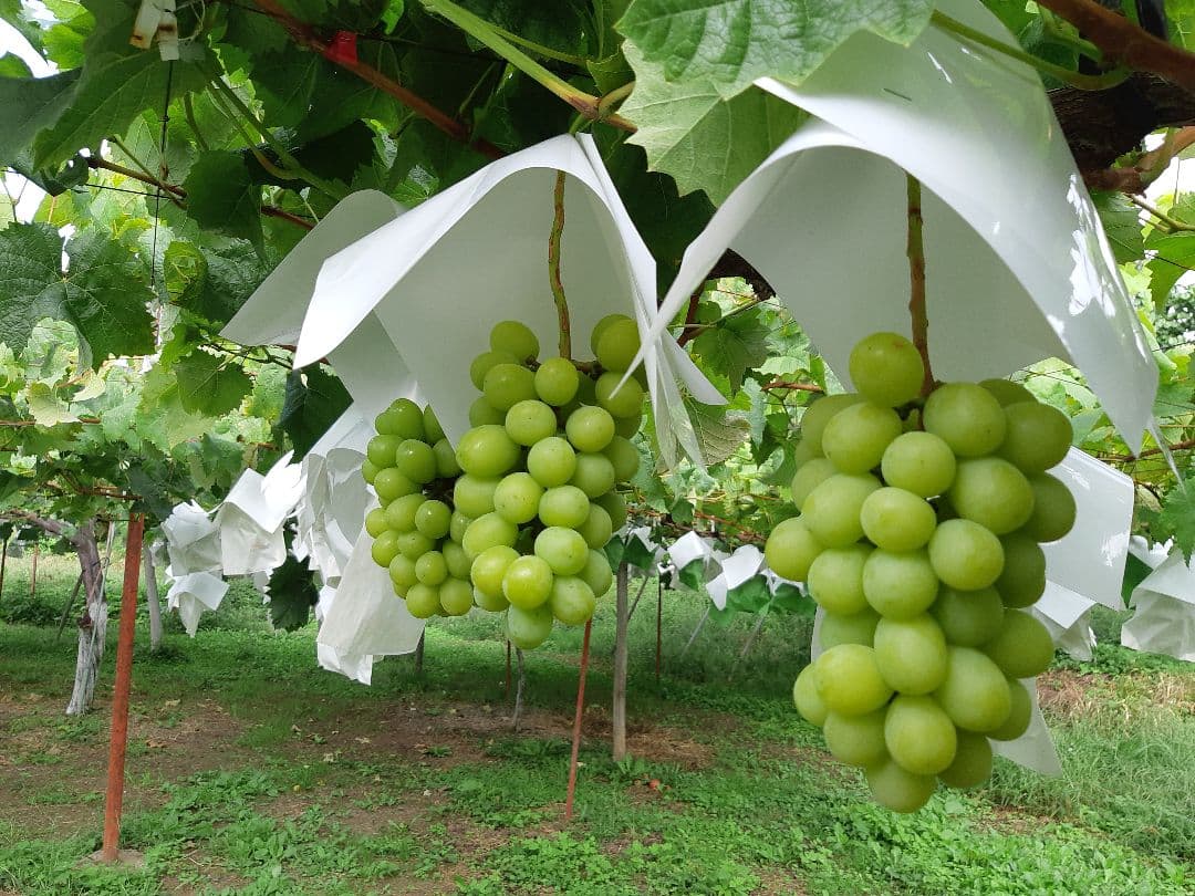 シャインマスカット秀品5キロ入り