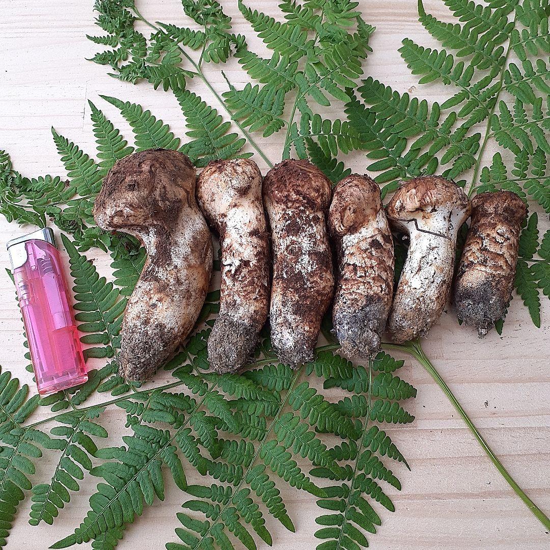 10/13 11時収穫 長野県産 松茸 国産 松茸 221g