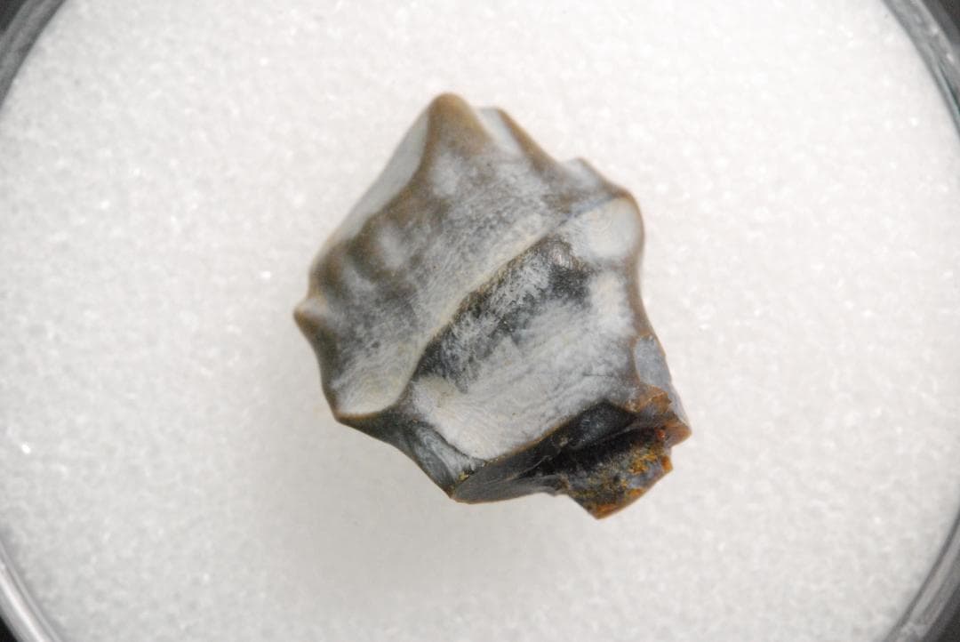 アンキロサウルスの歯 [DS281] 化石 希少 レア