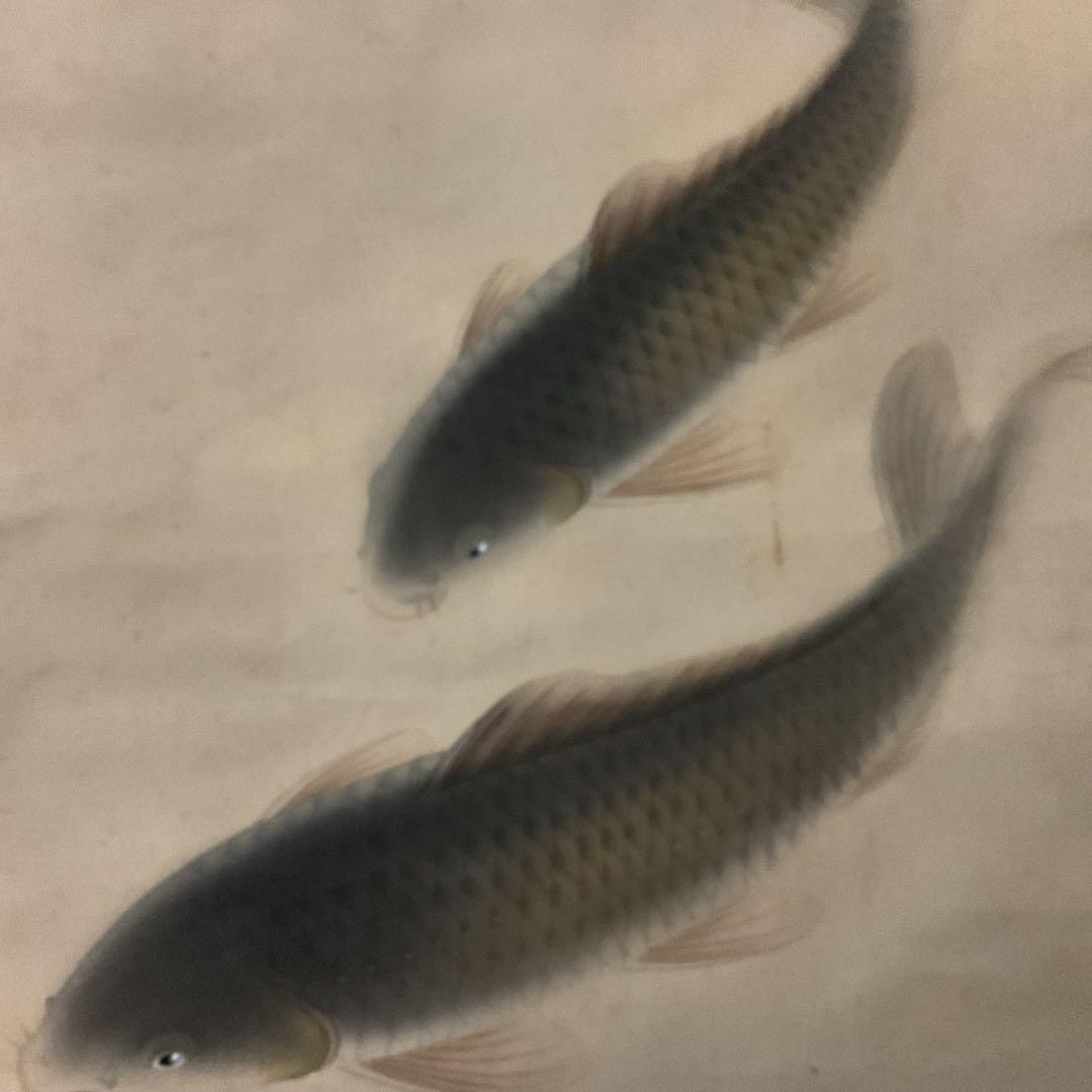 晃陽筆 彩色画 絹本掛け軸 【 遊鯉図 】 軸先陶器軸