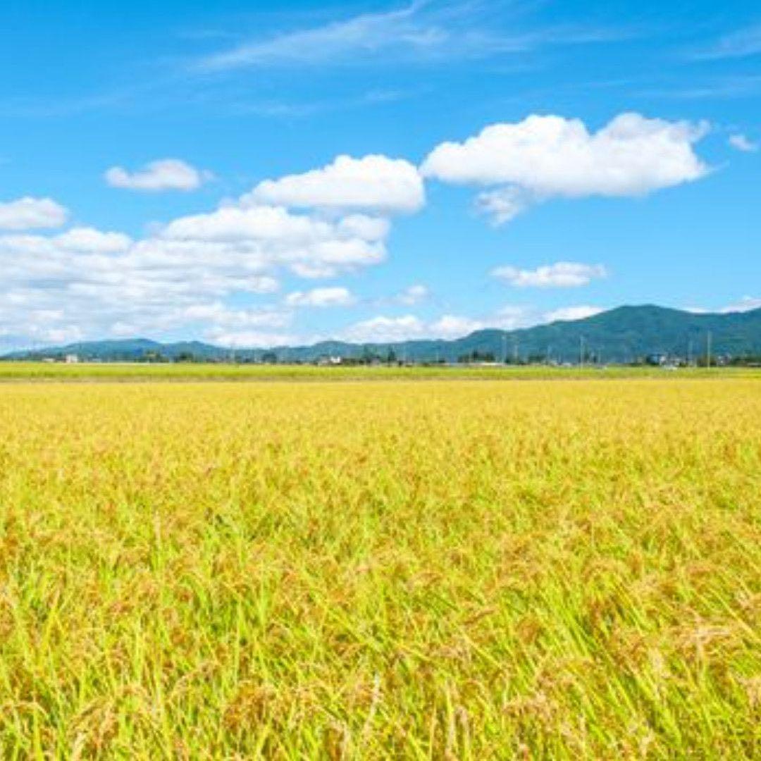 【白米】【精米】ミルキークイーン 20kg(5kgx4袋)