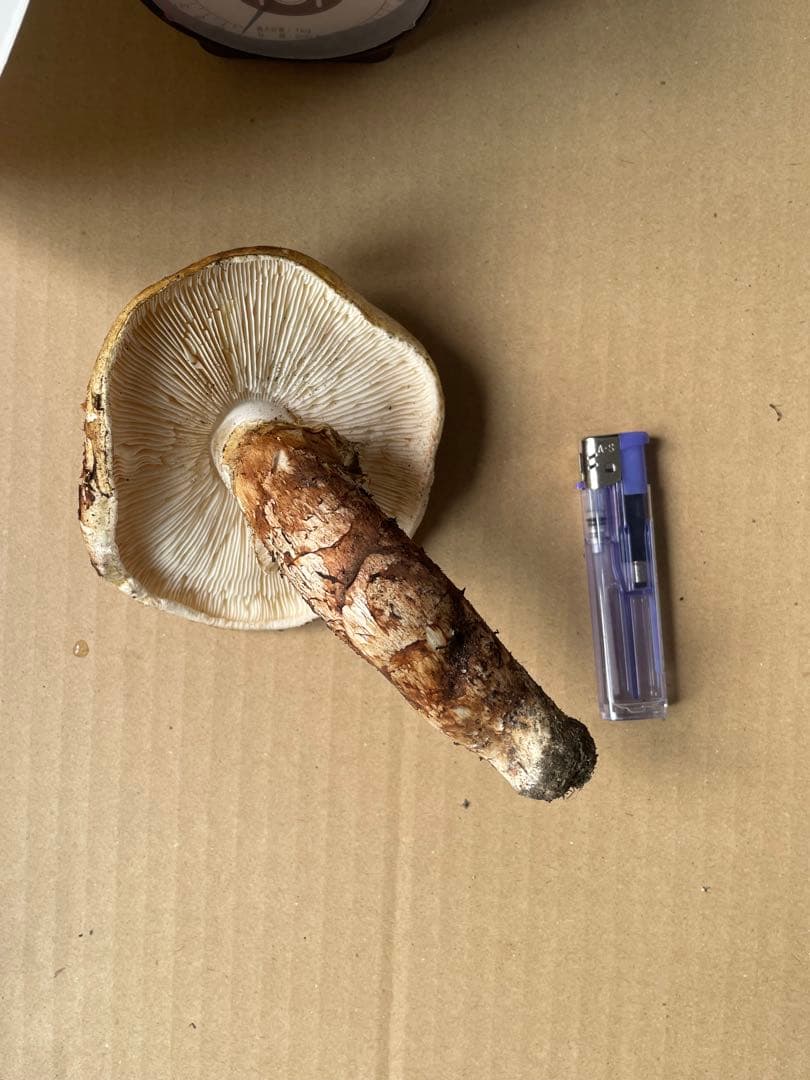 2025.11.24採れたて広島県廿日市産　松茸6本　合計約460グラム