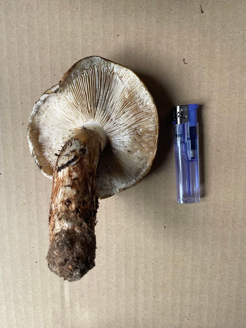 2025.11.24採れたて広島県廿日市産　松茸6本　合計約460グラム