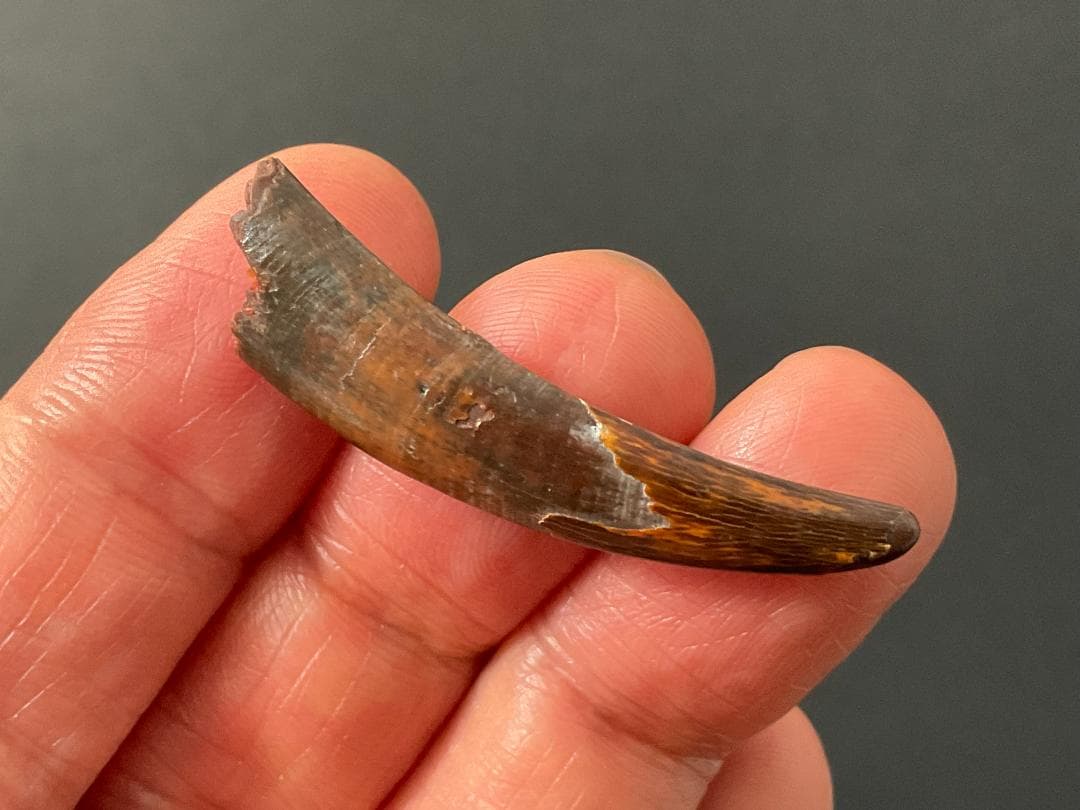 翼竜 コロボリンクスの歯 [PT19] 化石