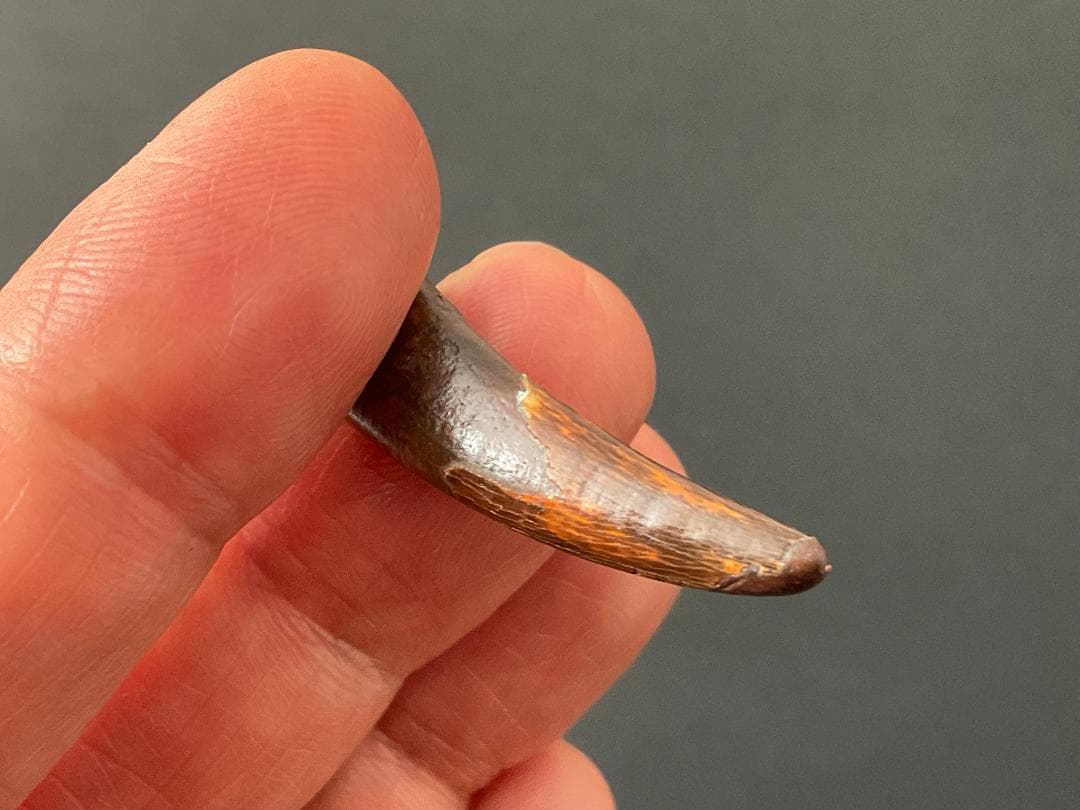 翼竜 コロボリンクスの歯 [PT19] 化石