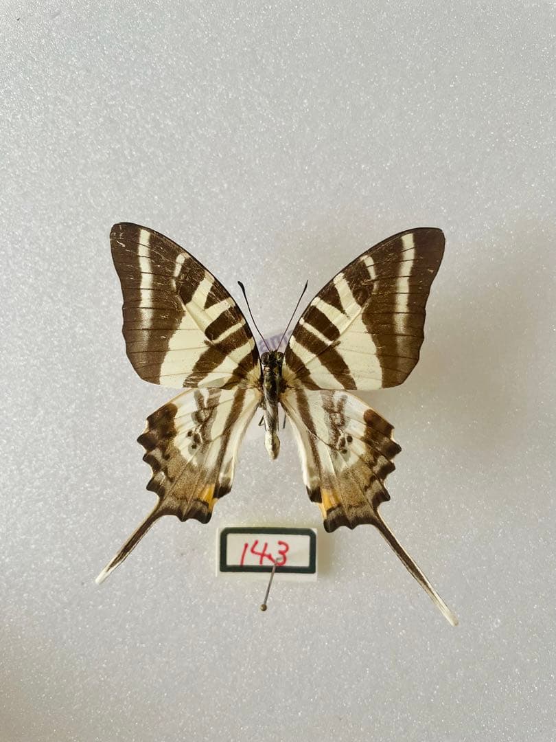 エパミノンダス（1オス、アンダマン島）