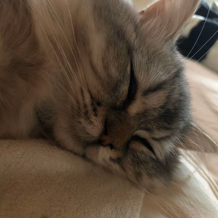 ayanoさま確認用