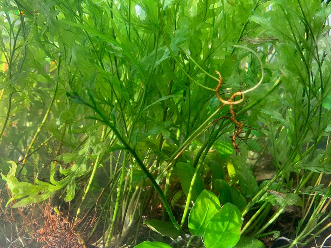 【出品予定】溶岩石活着ボルビティス&ナナミニ&クリプト