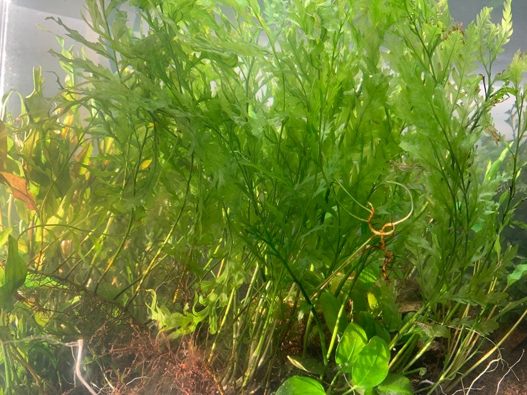 【出品予定】溶岩石活着ボルビティス&ナナミニ&クリプト