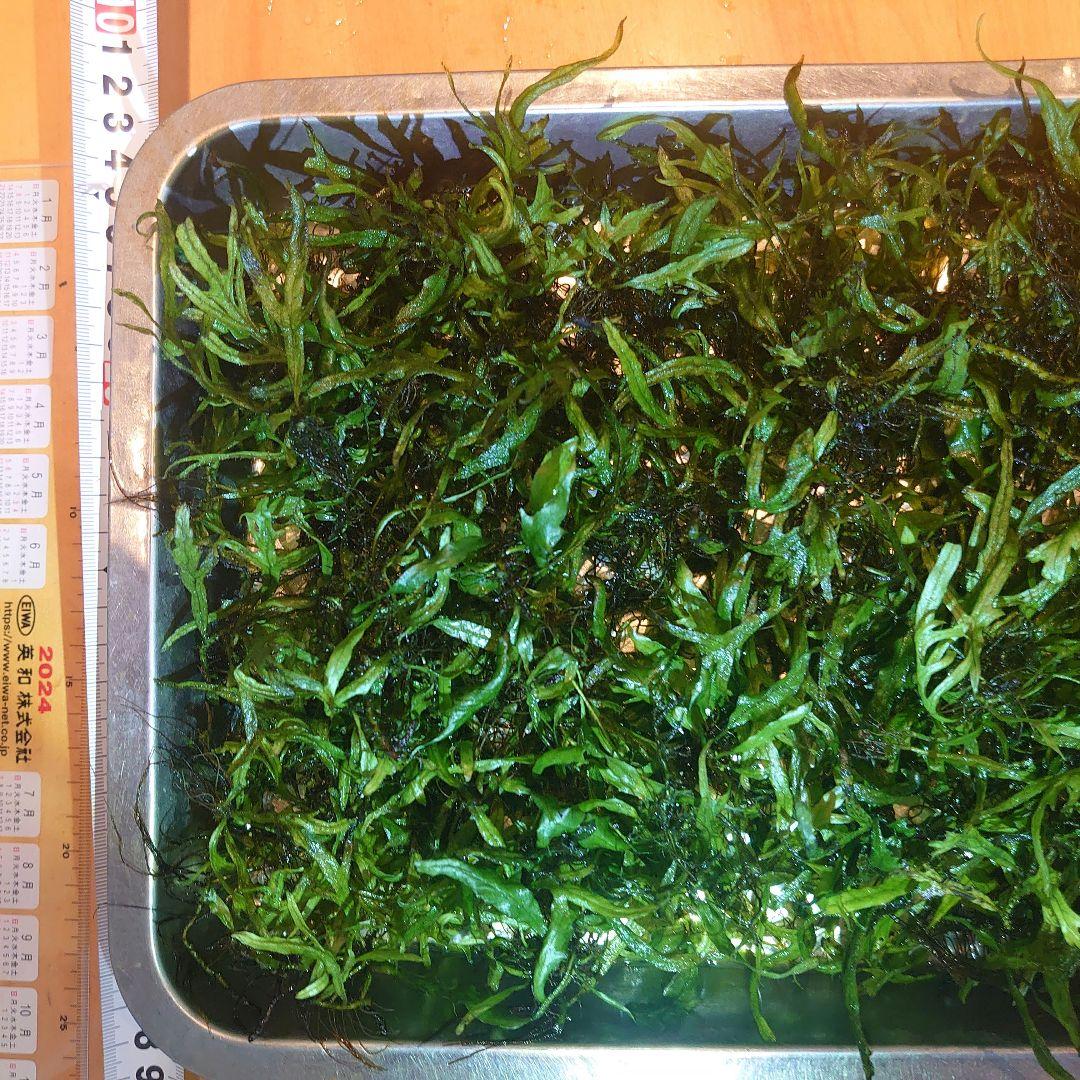 【大特価】ミクロソリウム 特大塊