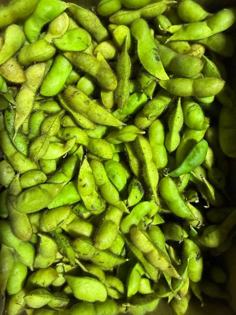 ［完熟］丹波市産　黒枝豆4kg （11月末まで）