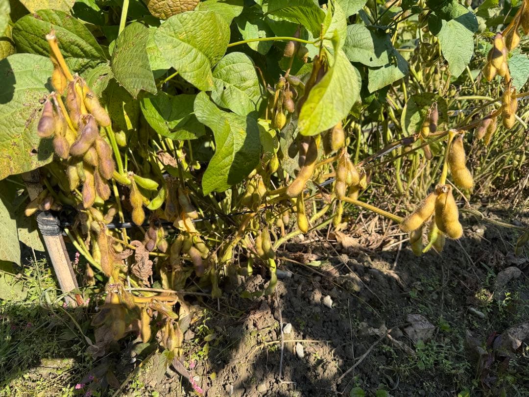 ［完熟］丹波市産　黒枝豆4kg （11月末まで）