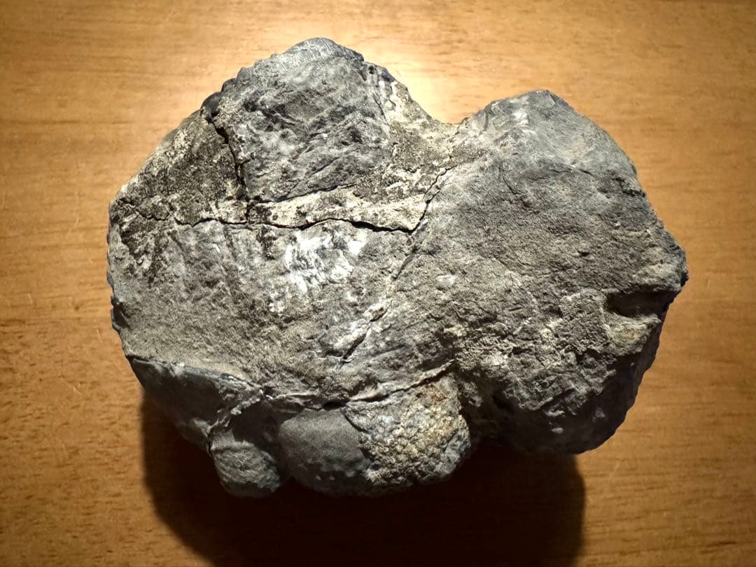 値下げ！三葉虫大型化石／母岩付 約9.5cm 640g 希少古生代デボン紀相当