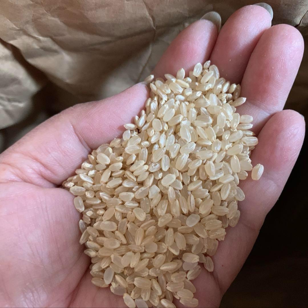 【令和6年産】熊本県 自然栽培米 ひのひかり 玄米20kg