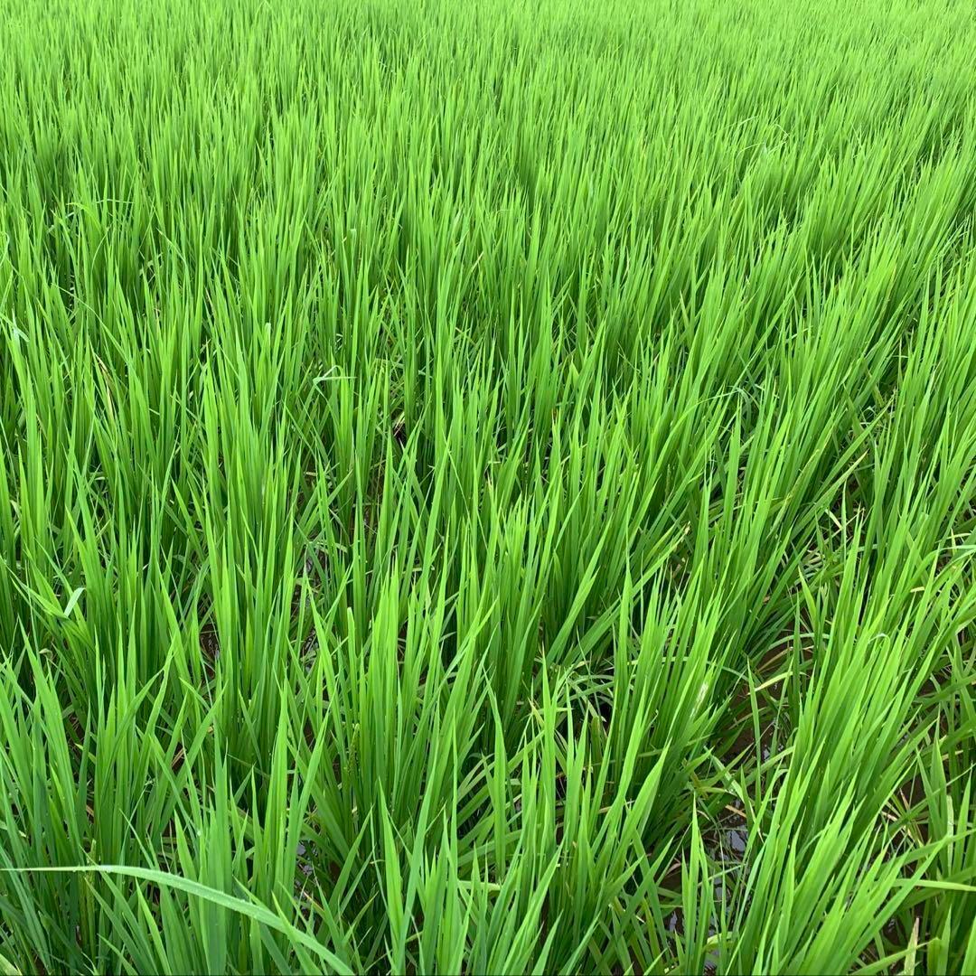 【令和6年産】熊本県 自然栽培米 ひのひかり 玄米20kg