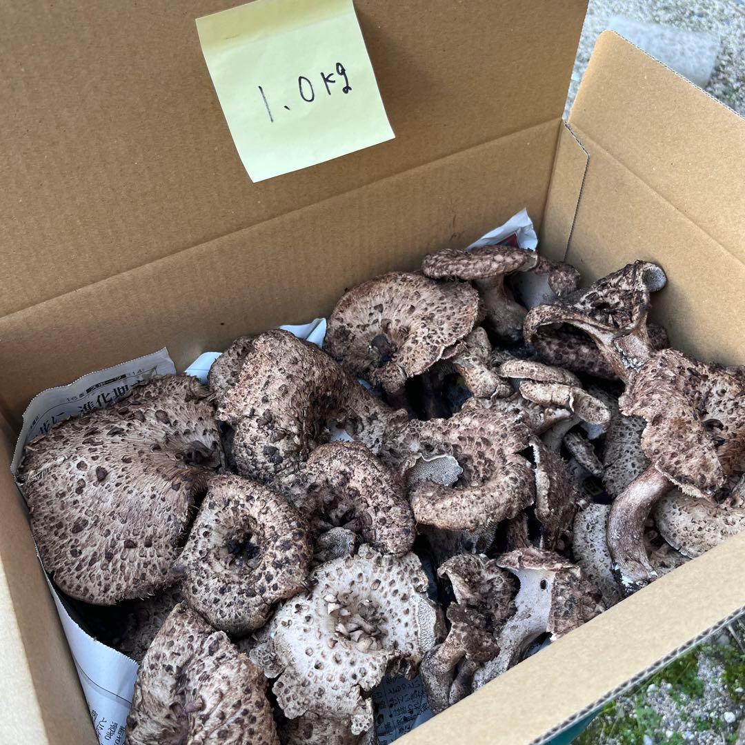 天然香茸‼️広島産　1.0kg 10月12日採りたて　コウタケ　香茸　松茸①