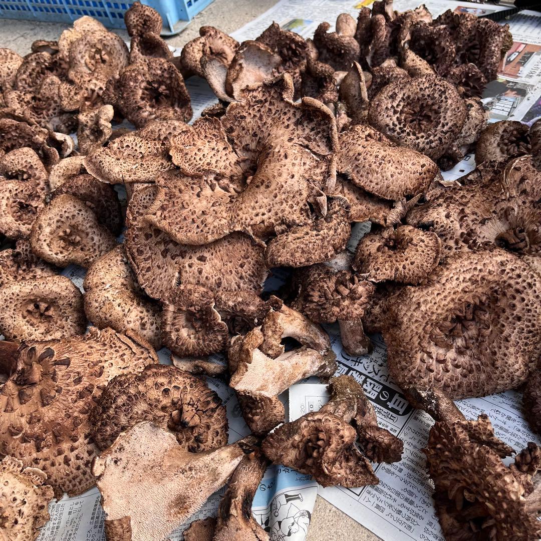天然香茸‼️広島産　1.0kg 10月12日採りたて　コウタケ　香茸　松茸①