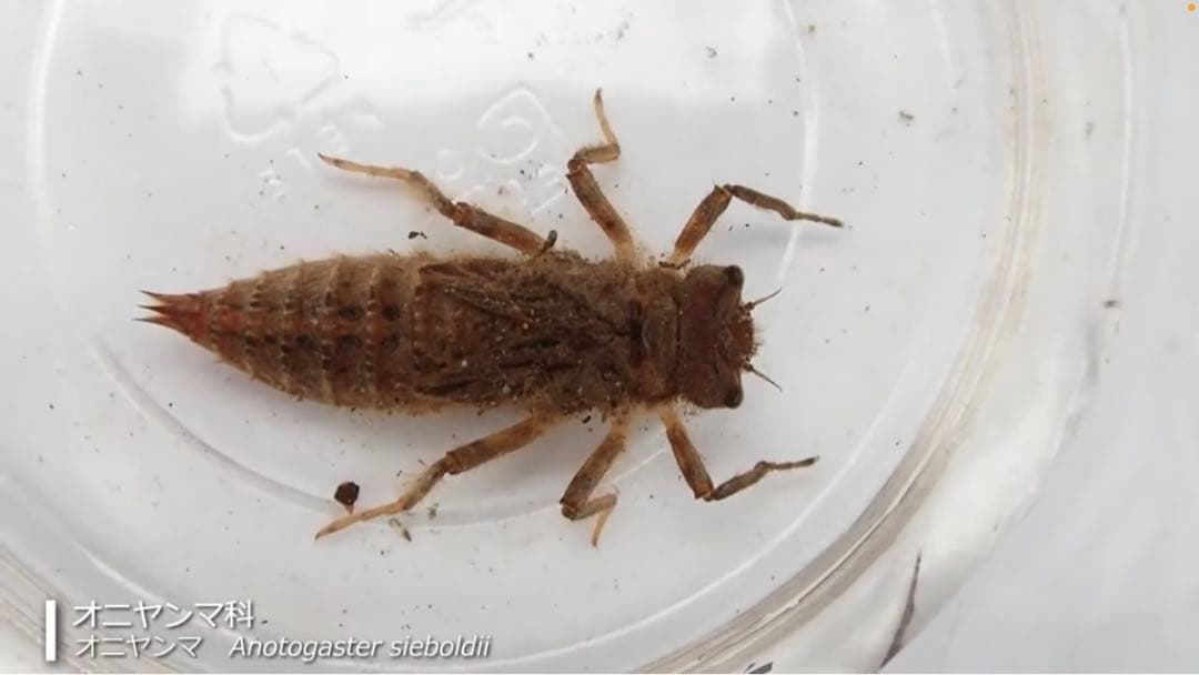 オニヤンマ科 標本 Ar