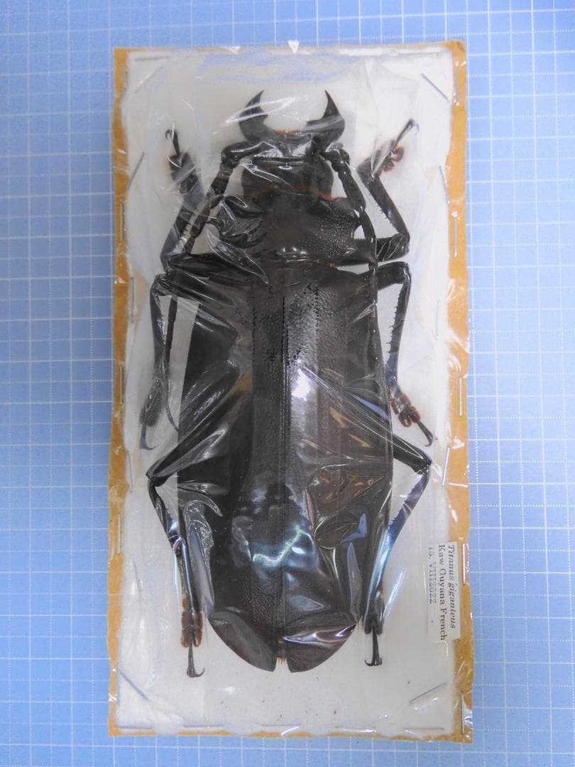 フレンチギアナ産　タイタンオオウスバカミキリ　120mm