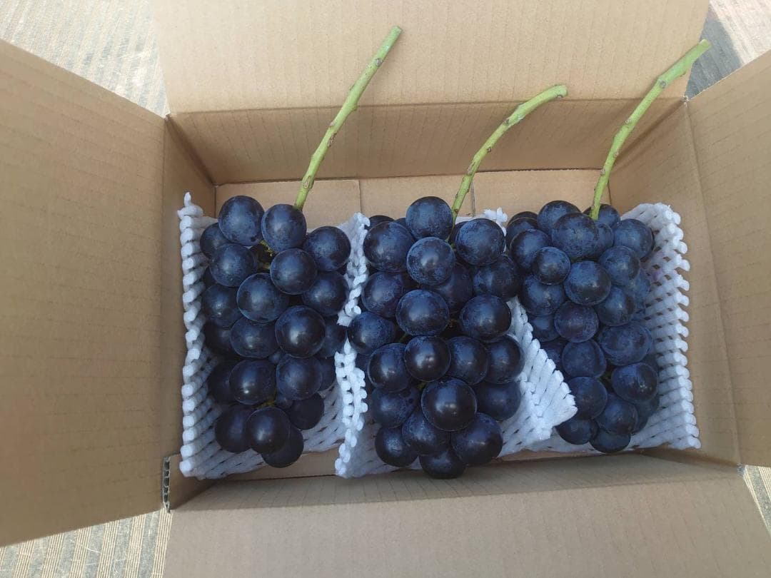 【よしき】★ナガノパープル★長野県産★房★3.8ｋｇ程度★家庭用★