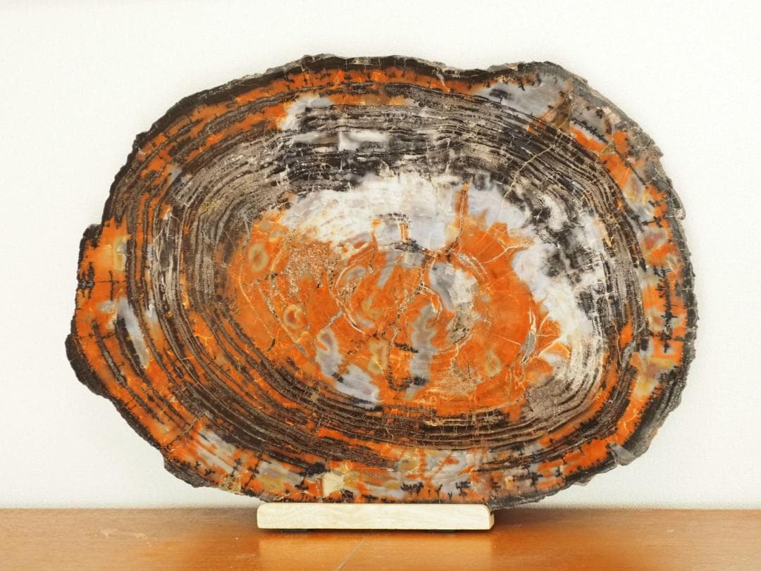 ペトリファイドウッド（珪化木）のオブジェ