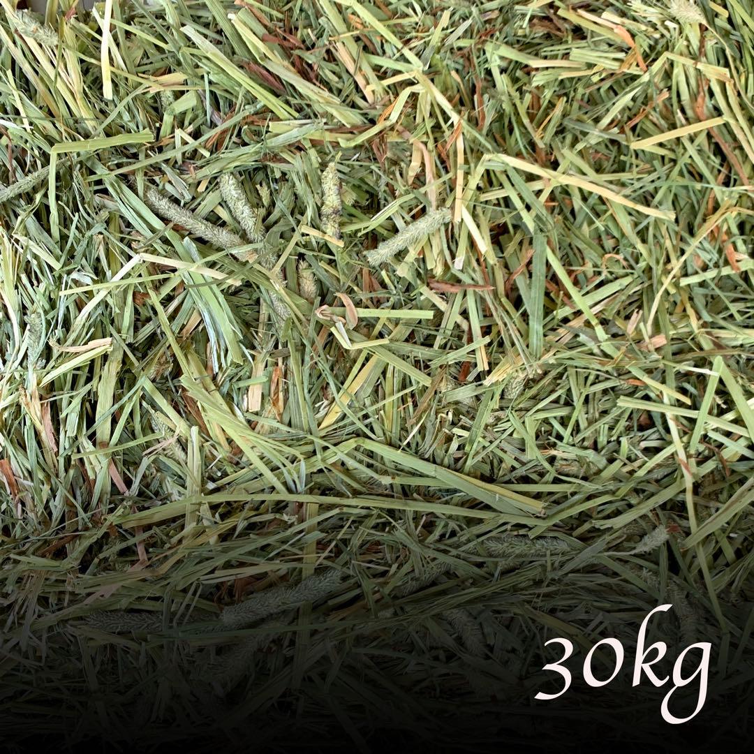 孫山堂　特選スーパープレミアムチモシー　US1番刈り　30kg 令和7年新刈り