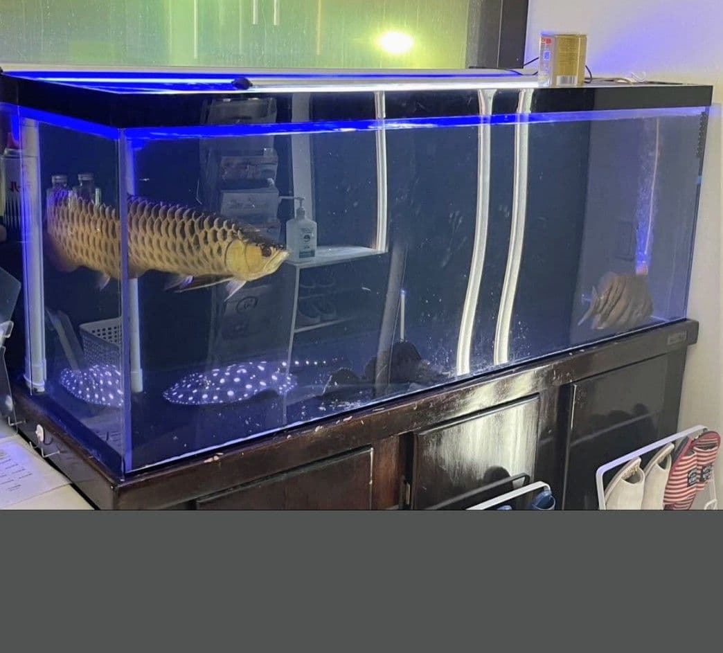 大型オーバーフロー水槽、Marfied台、濾過槽、ポンプのセット