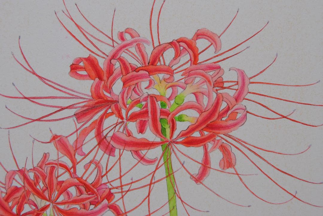 山本敏雄 彼岸花 曼殊沙華 秋 花の絵 絵画 静物画 水彩画