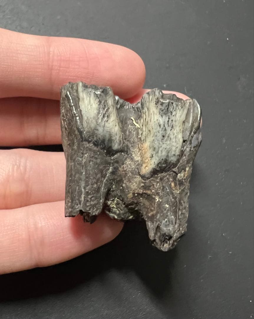 オオツノジカの歯　化石　哺乳類　氷河期　アイルランド