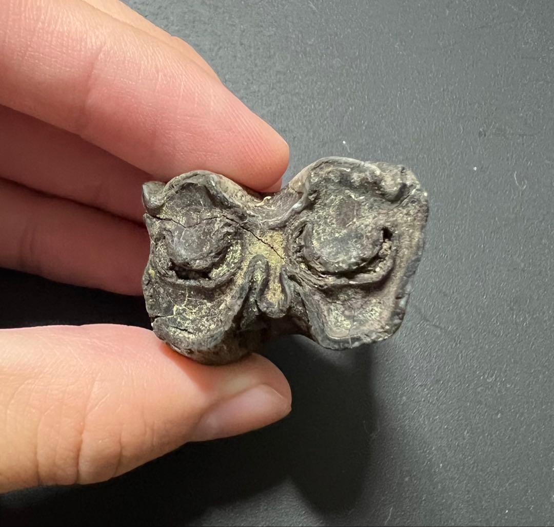 オオツノジカの歯　化石　哺乳類　氷河期　アイルランド