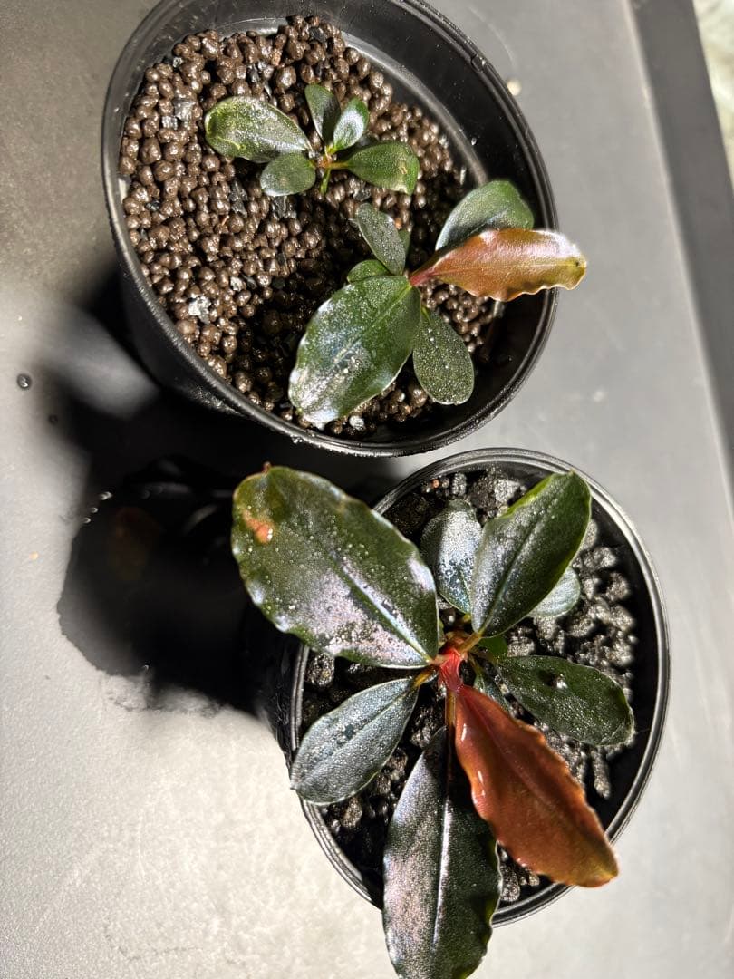 水草 Bucephalandra sp. Blue Melon