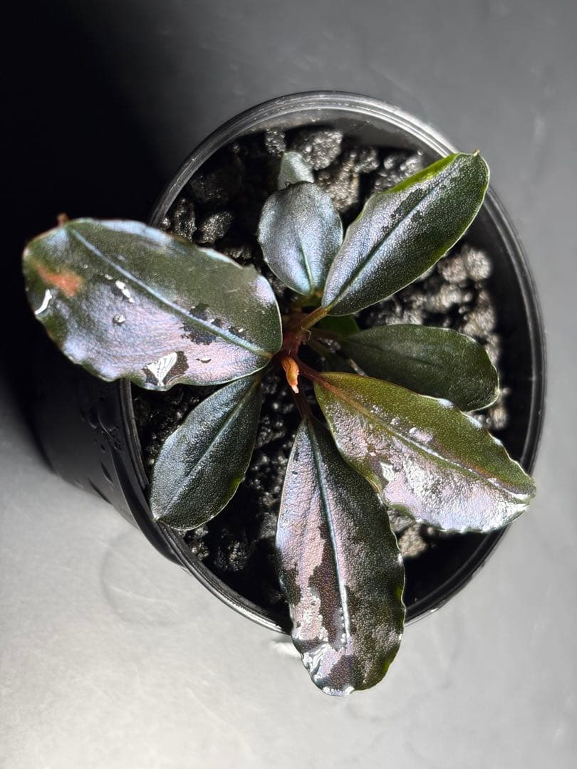 水草 Bucephalandra sp. Blue Melon