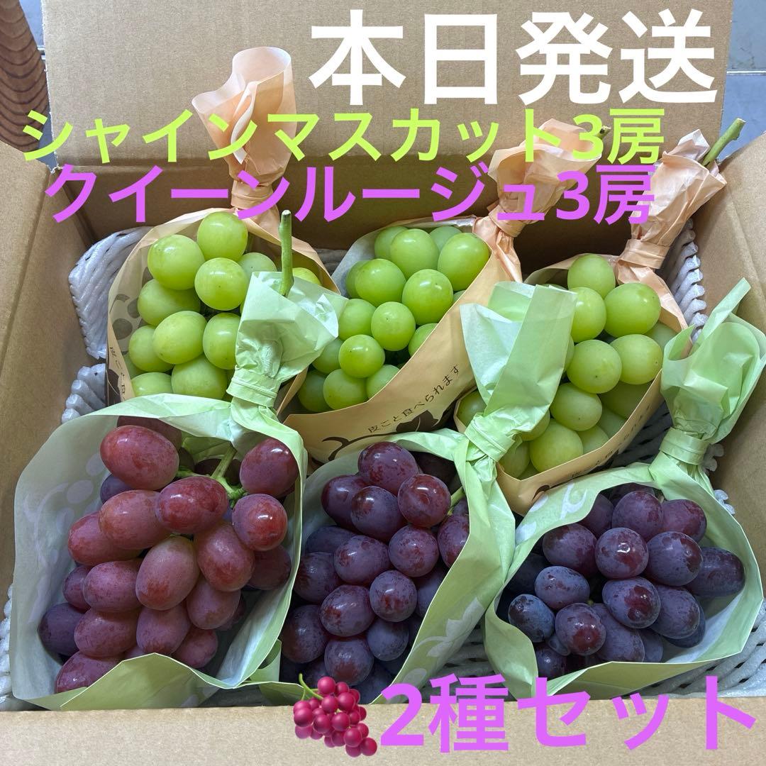 本日採れたて！朝採りぶどう2種セットシャインマスカット3房&クイーンルージュ3房