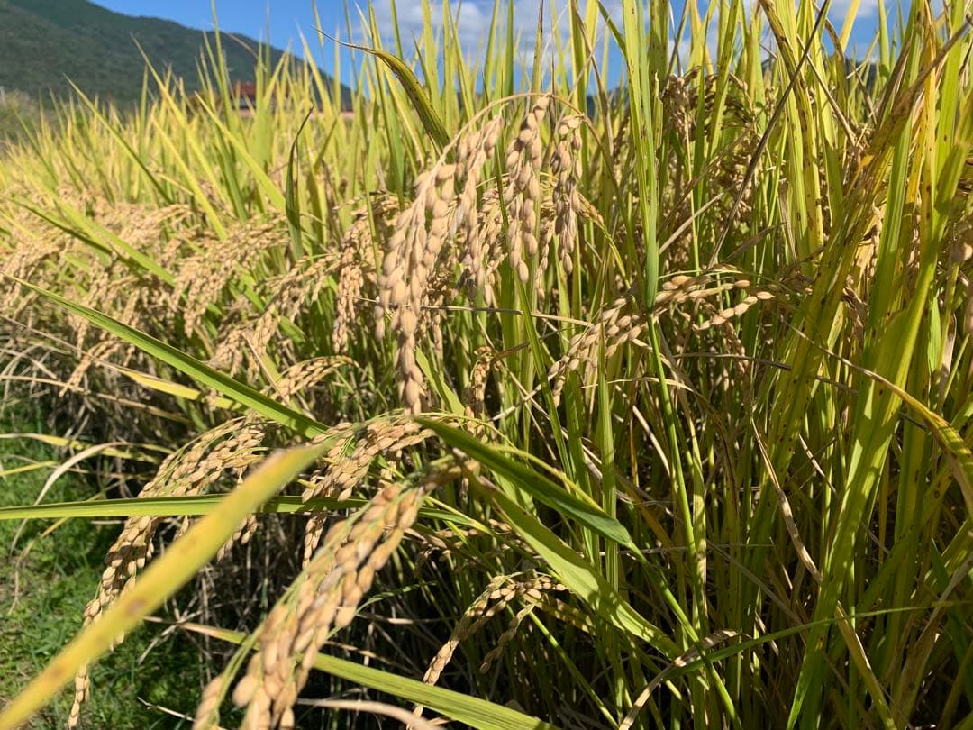 令和7年度産ヒノヒカリ20kg(玄米)送料込　農家のお米