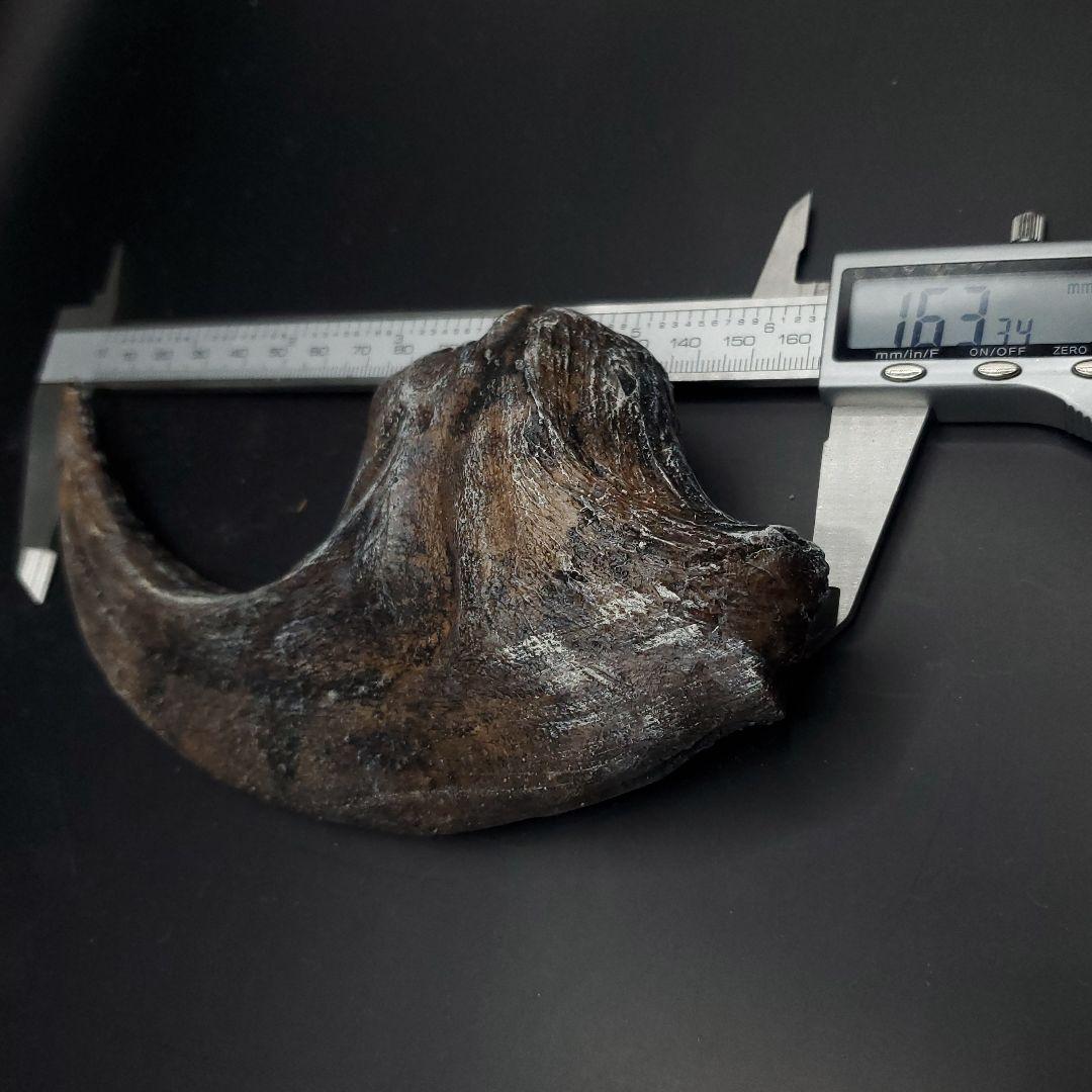 アロサウルス 爪 化石 レプリカ 約163.34mm arr12